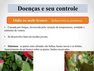 Doenças e seu controle
Oídio ou mofo branco – Sphaeroteca pannosa
• Causada por fungos, favorecida pela variação de temperaturas, umidade e
correntes de ventos;
• Se desenvolve bem em tecidos jovens;
• Sintomas: as partes mais afetadas são folhas, hastes novas e os botões.
Aparecimento de pó branco sobre as partes, botões recurvados.....
32
 