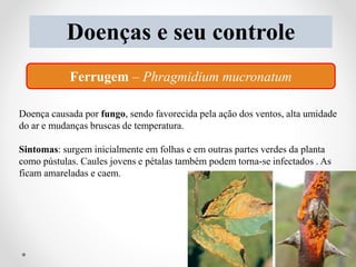 Doenças e seu controle
Ferrugem – Phragmidium mucronatum
Doença causada por fungo, sendo favorecida pela ação dos ventos, alta umidade
do ar e mudanças bruscas de temperatura.
Sintomas: surgem inicialmente em folhas e em outras partes verdes da planta
como pústulas. Caules jovens e pétalas também podem torna-se infectados . As
ficam amareladas e caem.
34
 