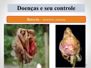 Doenças e seu controle
Botrytis – botryris cinerea
35
 