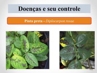 Doenças e seu controle
Pinta preta - Diplocarpon rosae
36
 