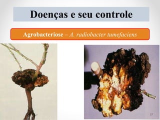 Doenças e seu controle
Agrobacteriose – A. radiobacter tumefaciens
37
 