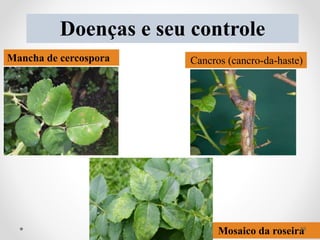 Doenças e seu controle
Mancha de cercospora Cancros (cancro-da-haste)
Mosaico da roseira38
 