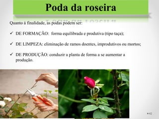 Poda da roseira
Quanto á finalidade, as podas podem ser:
 DE FORMAÇÃO: forma equilibrada e produtiva (tipo taça);
 DE LIMPEZA: eliminação de ramos doentes, improdutivos ou mortos;
 DE PRODUÇÃO: conduzir a planta de forma a se aumentar a
produção.
42
 