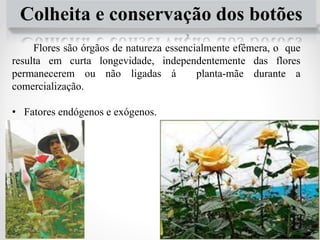 Colheita e conservação dos botões
Flores são órgãos de natureza essencialmente efêmera, o que
resulta em curta longevidade, independentemente das flores
permanecerem ou não ligadas á planta-mãe durante a
comercialização.
• Fatores endógenos e exógenos.
46
 