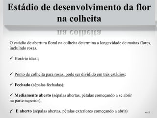 Estádio de desenvolvimento da flor
na colheita
O estádio de abertura floral na colheita determina a longevidade de muitas flores,
incluindo rosas.
 Horário ideal;
 Ponto de colheita para rosas, pode ser dividido em três estádios:
 Fechado (sépalas fechadas);
 Mediamente aberto (sépalas abertas, pétalas começando a se abrir
na parte superior);
 E aberto (sépalas abertas, pétalas exteriores começando a abrir) 47
 