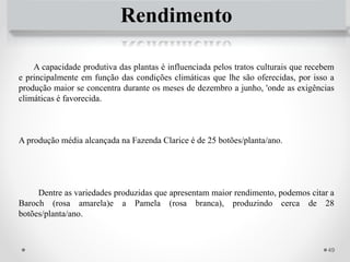49
Rendimento
A capacidade produtiva das plantas é influenciada pelos tratos culturais que recebem
e principalmente em função das condições climáticas que lhe são oferecidas, por isso a
produção maior se concentra durante os meses de dezembro a junho, 'onde as exigências
climáticas é favorecida.
A produção média alcançada na Fazenda Clarice é de 25 botões/planta/ano.
Dentre as variedades produzidas que apresentam maior rendimento, podemos citar a
Baroch (rosa amarela)e a Pamela (rosa branca), produzindo cerca de 28
botões/planta/ano.
 