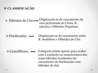  CLASSIFICAÇÃO
 Híbridas de Chá Originaram-se do cruzamento da
rosa perfumada da China, R.
odorata x Híbridas Perpétuas.
Floribundas Originaram-se do cruzamento entre
R. multiflora x Híbridas de Chá.
Grandifloras Categoria criada apenas para acabar
com a confusão na nomenclatura das
rosas híbridas resultantes do
cruzamento de floribundas com
híbridas de chá.
6
 