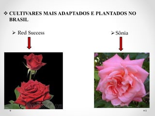  CULTIVARES MAIS ADAPTADOS E PLANTADOS NO
BRASIL
 Red Success Sônia
8
 