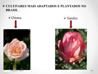  CULTIVARES MAIS ADAPTADOS E PLANTADOS NO
BRASIL
Osiana  Sandra
9
 