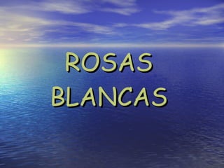 ROSAS BLANCAS 