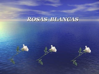 .
ROSAS BLANCAS
 