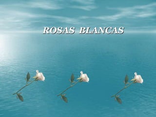 . ROSAS  BLANCAS 