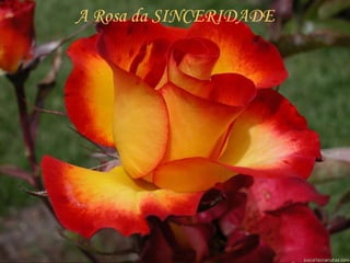 A Rosa da SINCERIDADE 
