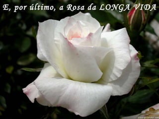 E, por último, a Rosa da LONGA VIDA 