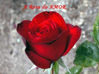 A Rosa do AMOR 