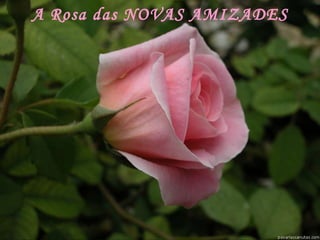 A Rosa das NOVAS AMIZADES 