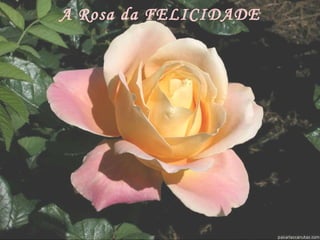 A Rosa da FELICIDADE 