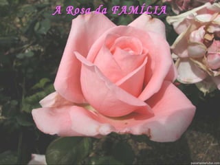 A Rosa da FAMÍLIA 