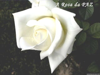A Rosa da PAZ 
