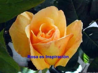 Rosa es Inspiración , 
