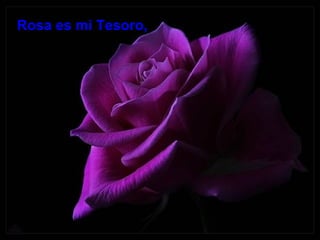Rosa es mi Tesoro, 