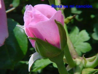 Rosa es mi canción , 