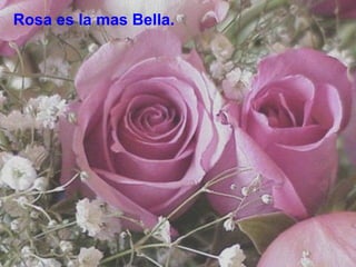 Rosa es la mas Bella. 