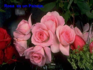 Rosa  es un Paisaje, 