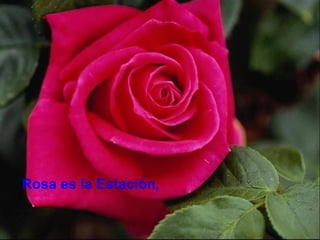 Rosa es la Estación, 