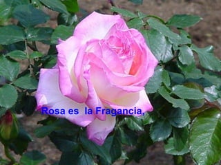 Rosa es  la Fragancia, 