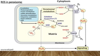 ROS in peroxisome:
source:wikipedi
a
 