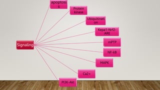 Signaling
apoptosi
s Protein
kinase
Ubiquitinati
on
Kepa1-Nrf2-
ARE
mPTP
NF-kB
MAPK
Ca2+
PI3K-Akt
 