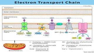 Source: science facts
 