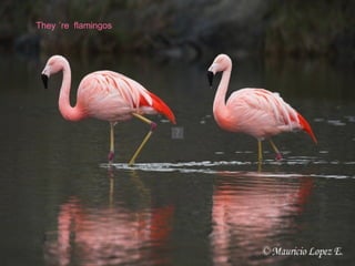 They ´re  flamingos 