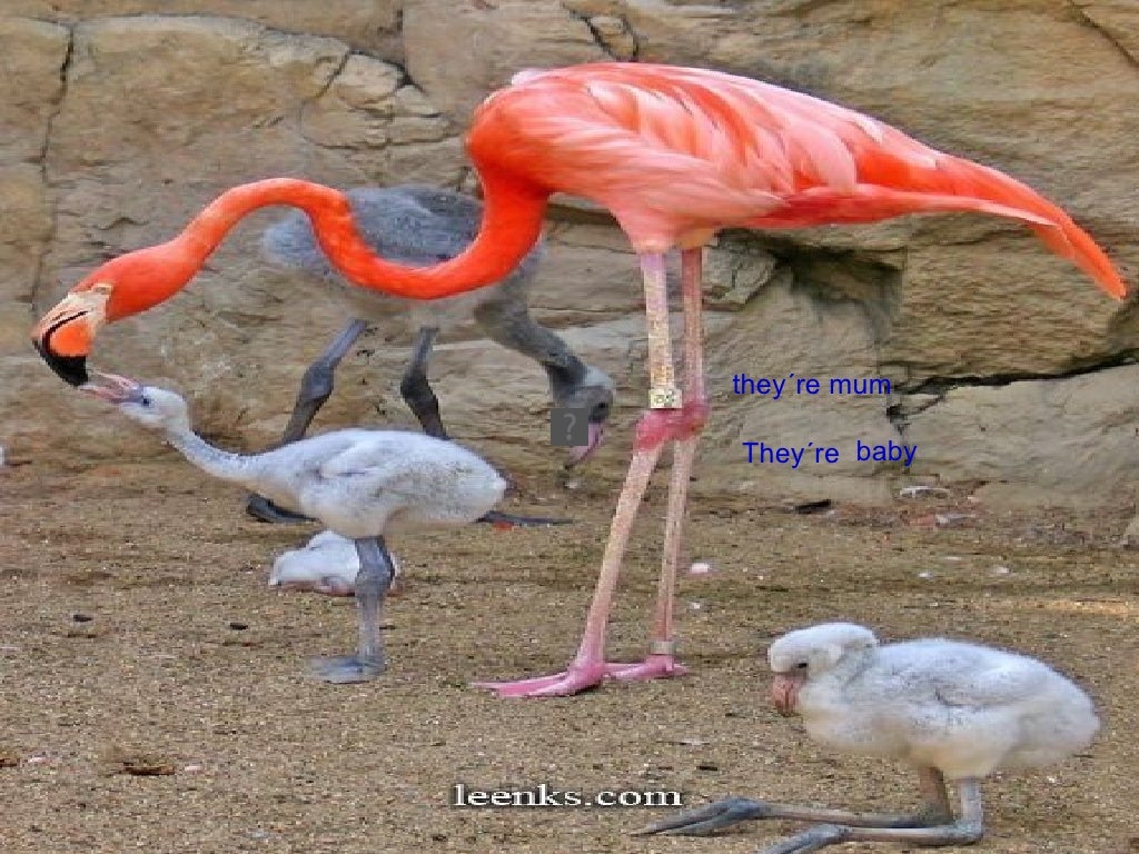 Rosa y cristina the flamingos