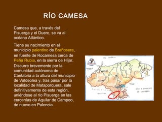 RÍO CAMESA
Camesa que, a través del
Pisuerga y el Duero, se va al
océano Atlántico.
Tiene su nacimiento en el
municipio palentino de Brañosera,
en fuente de Rocamesa cerca de
Peña Rubia, en la sierra de Híjar.
Discurre brevemente por la
comunidad autónoma de
Cantabria a la altura del municipio
de Valdeolea y, tras pasar por la
localidad de Mataporquera, sale
definitivamente de esta región,
uniéndose al río Pisuerga en las
cercanías de Aguilar de Campoo,
de nuevo en Palencia.
 