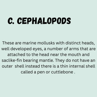 c. CEPHALOPODS
These are marine mollusks with distinct heads,
well developed eyes, a number of arms that are
attached to the head near the mouth and
saclike-fin bearing mantle. They do not have an
outer shell instead there is a thin internal shell
called a pen or cuttlebone .
 