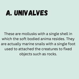 a. UNIVALVES
These are mollusks with a single shell in
which the soft bodied anima resides. They
are actually marine snails with a single foot
used to attached the creatures to fixed
objects such as rocks.
 