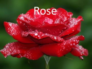 Rose
 