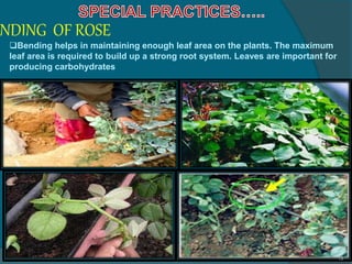 NDING OF ROSE
15
Bending helps in maintaining enough leaf area on the plants. The maximum
leaf area is required to build up a strong root system. Leaves are important for
producing carbohydrates
 
