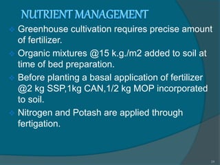  Greenhouse cultivation requires precise amount
of fertilizer.
 Organic mixtures @15 k.g./m2 added to soil at
time of bed preparation.
 Before planting a basal application of fertilizer
@2 kg SSP,1kg CAN,1/2 kg MOP incorporated
to soil.
 Nitrogen and Potash are applied through
fertigation.
24
 