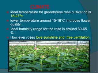 CLIMATE
 ideal temperature for greenhouse rose cultivation is
15-270c.
 lower temperature around 15-16˚C improves flower
quality .
 Ideal humidity range for the rose is around 60-65
%..
 How ever roses love sunshine and free ventilation.
7
 