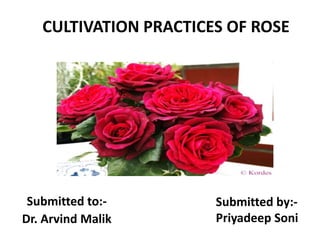 CULTIVATION PRACTICES OF ROSE
Submitted to:-
Dr. Arvind Malik
Submitted by:-
Priyadeep Soni
 