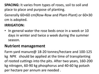 Rose cultivation | PPTX
