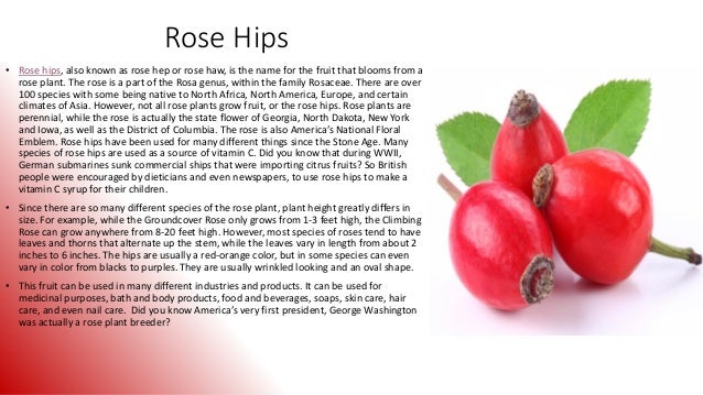 Rosehips and arthritis