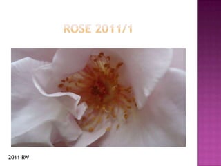 ROSE 2011/1 2011RW 