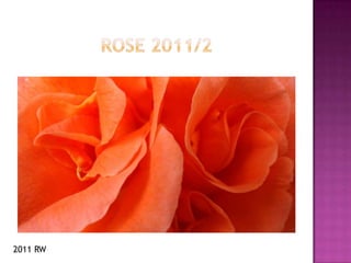 ROSE 2011/2 2011RW 