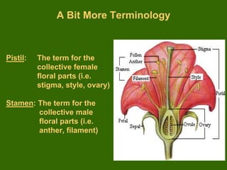 Science Rose Roseanatomy | PDF