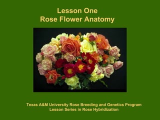 Lesson One
      Rose Flower Anatomy




Texas A University Rose Breeding and Genetics Program
          Lesson Series in Rose Hybridization
 