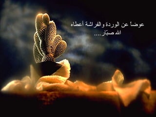 عوضاً عن الوردة والفراشة أعطاه الله صبّار .... 